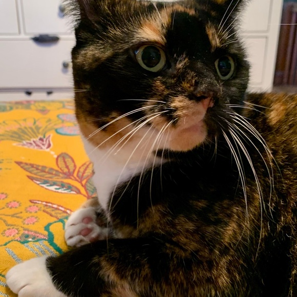 cats! - Picture 3 of 16